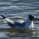 Mouette de Bonaparte