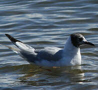 Bonaparte's Gull