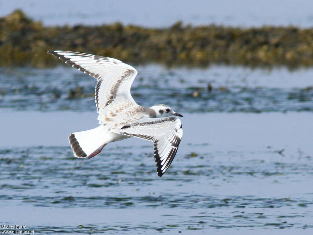 Mouette de Bonapartejuvénile, pigmentation, Vol