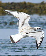 Mouette de Bonaparte