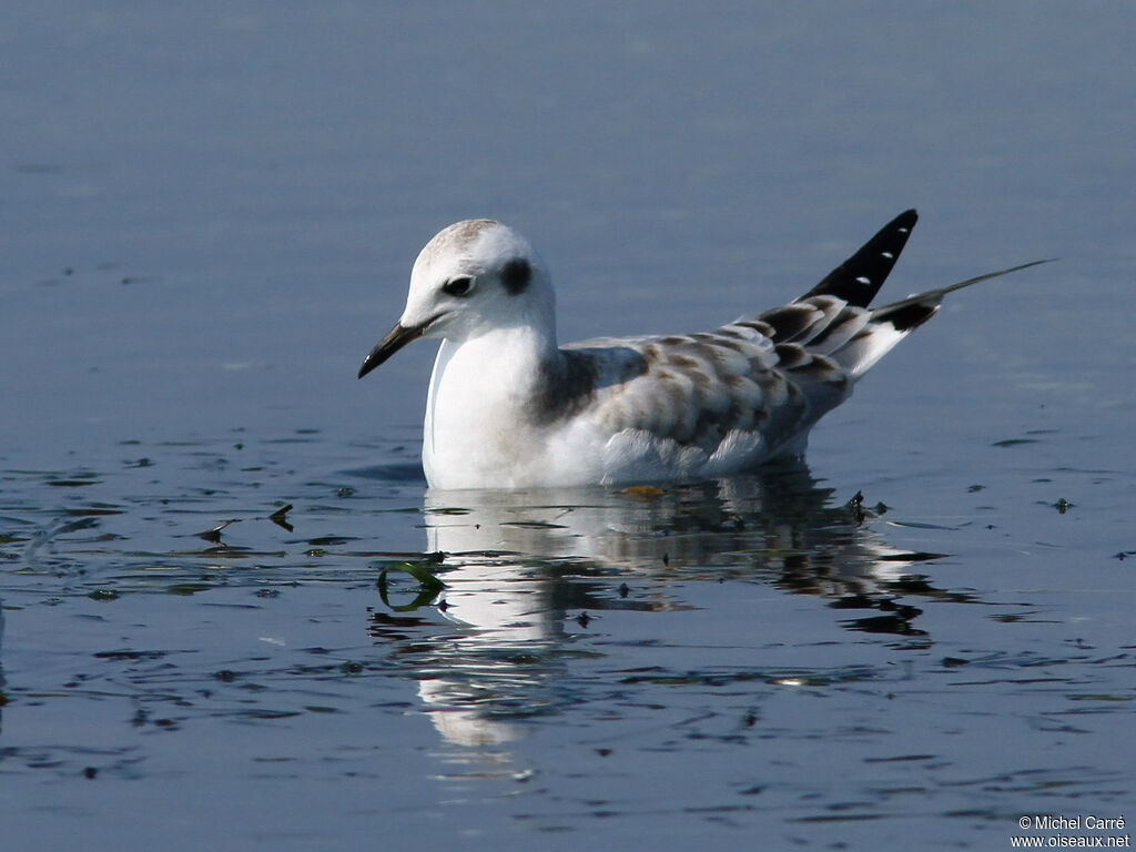 Bonaparte's GullFirst year