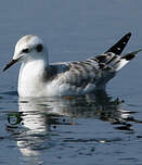 Mouette de Bonaparte