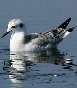 Bonaparte's Gull