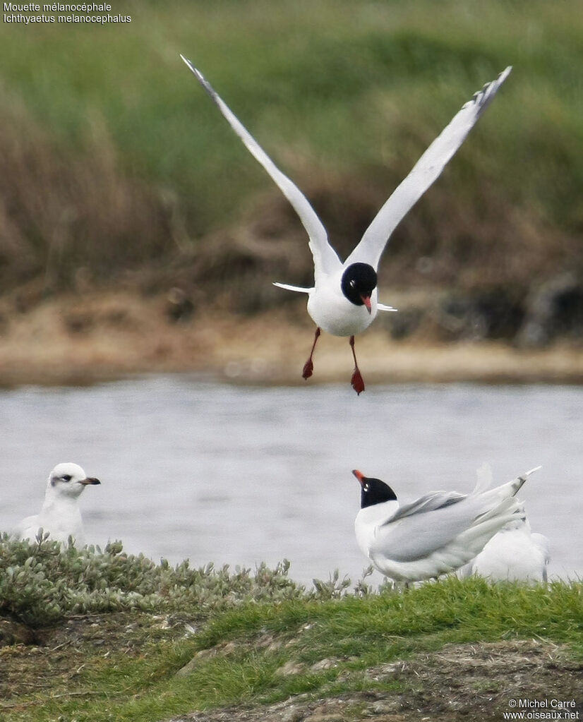 Mouette mélanocéphale