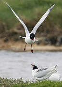 Mediterranean Gull