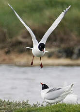 Mouette mélanocéphale