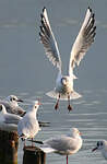 Mouette rieuse