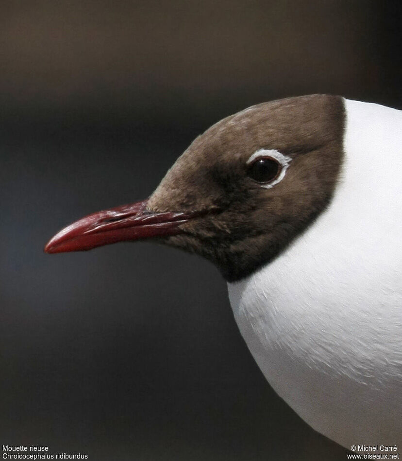 Mouette rieuseadulte nuptial