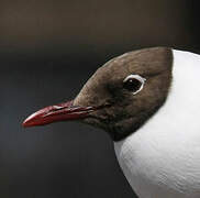 Mouette rieuse