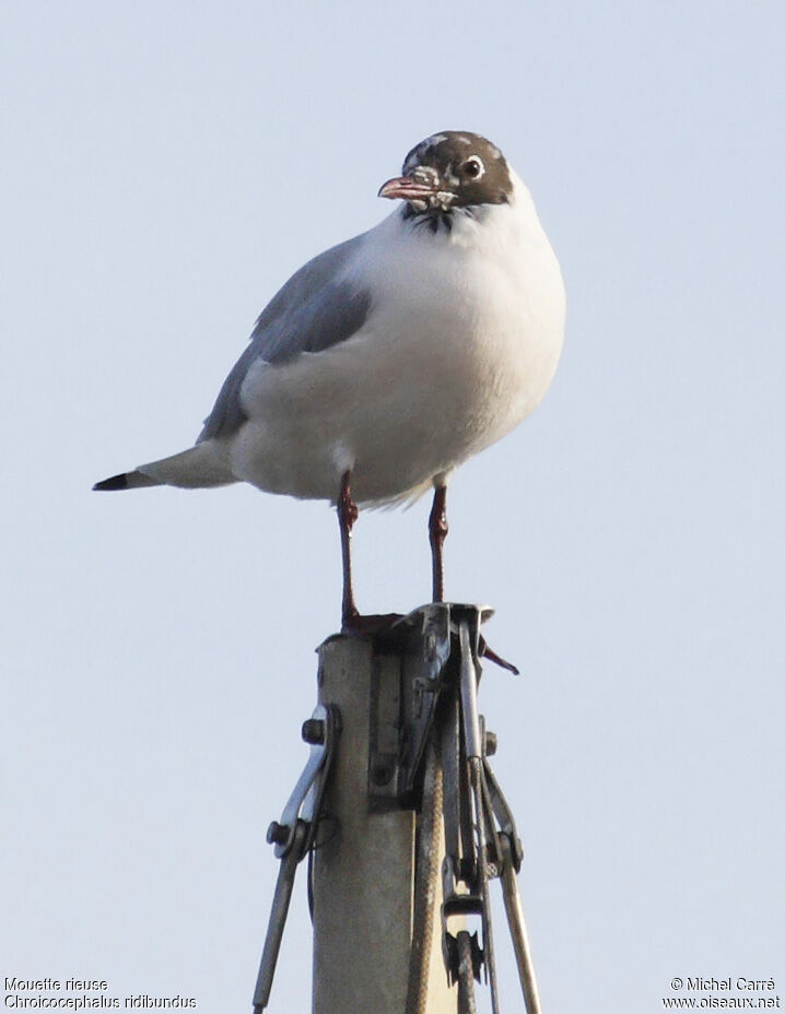 Mouette rieuseadulte