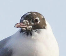 Mouette rieuse