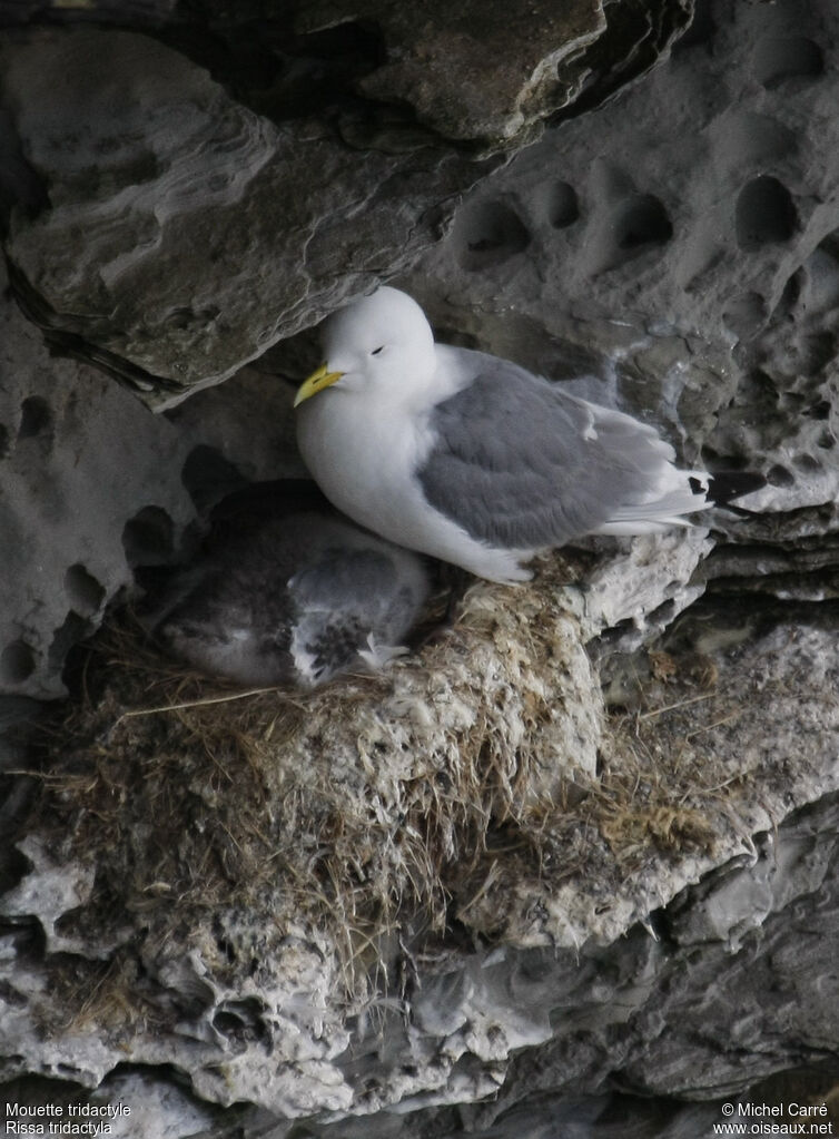 Mouette tridactyle