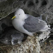 Black-legged Kittiwake