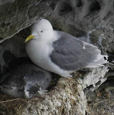 Mouette tridactyle