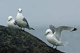 Mouette tridactyle