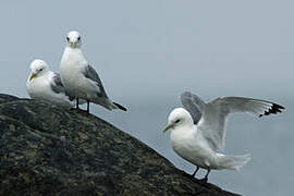 Black-legged Kittiwake