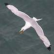 Mouette tridactyle