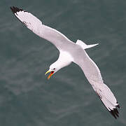 Black-legged Kittiwake