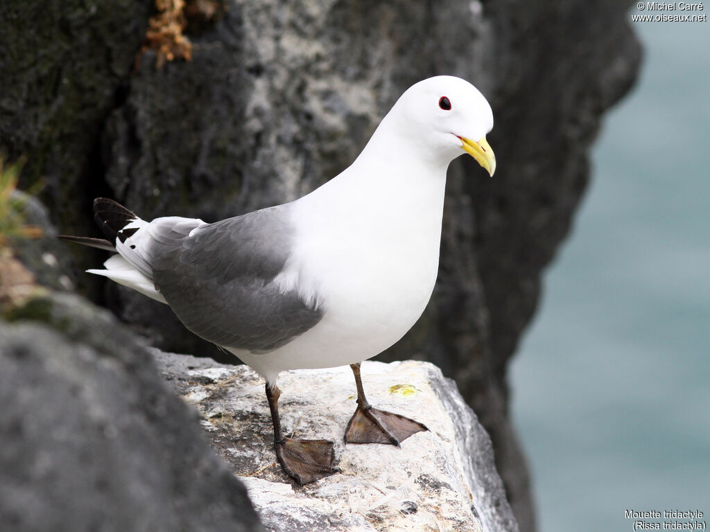 Mouette tridactyleadulte nuptial