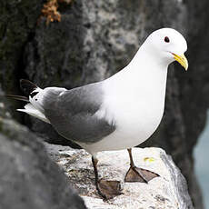 Mouette tridactyle