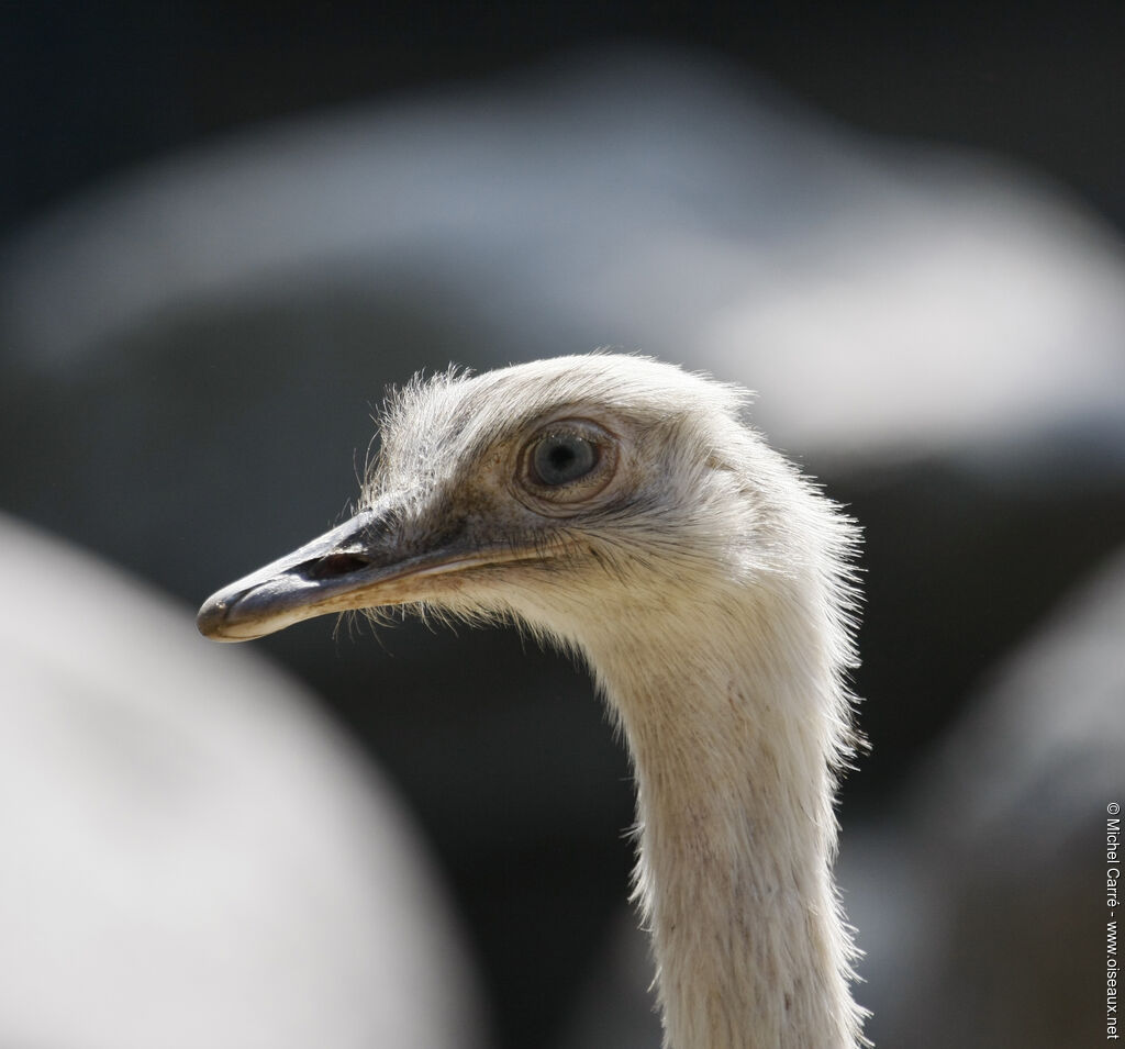 Greater Rhea