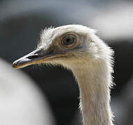 Greater Rhea