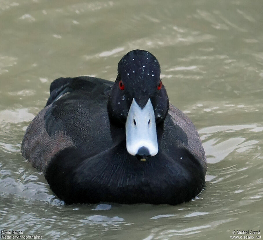 Southern Pochard male adult, identification