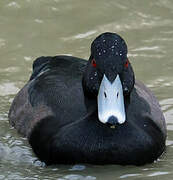 Southern Pochard