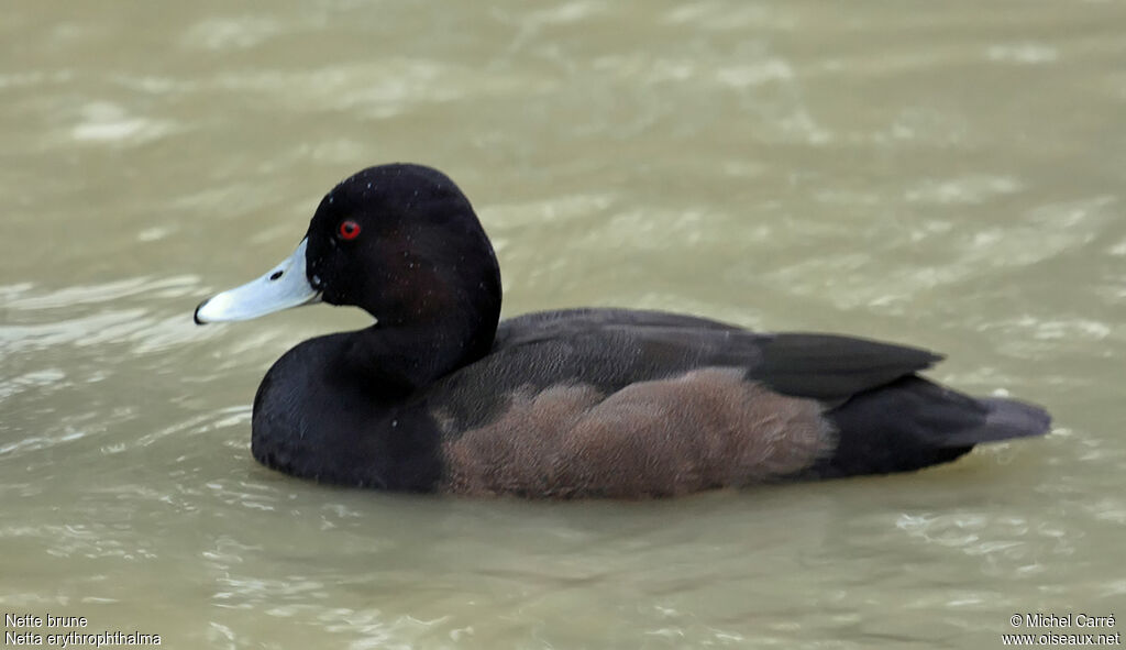 Southern Pochard male adult