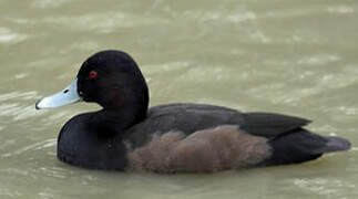 Southern Pochard