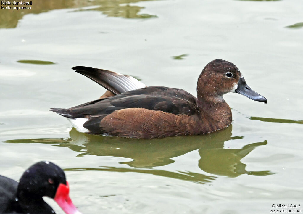 Rosy-billed Pochard female adult