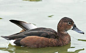 Rosy-billed Pochard