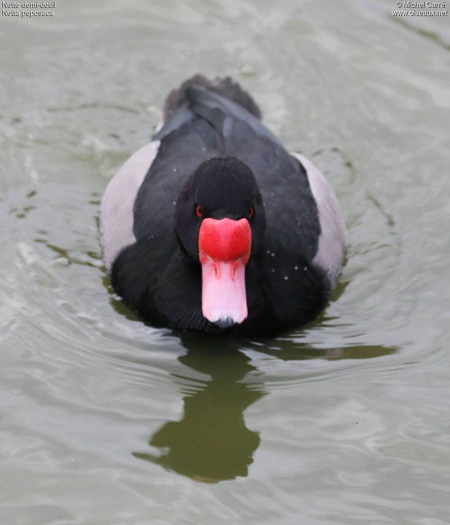 Rosy-billed Pochard male adult