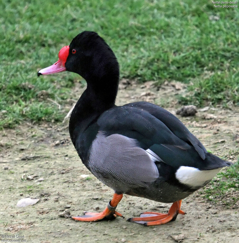 Rosy-billed Pochard male adult