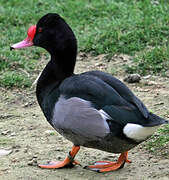 Rosy-billed Pochard