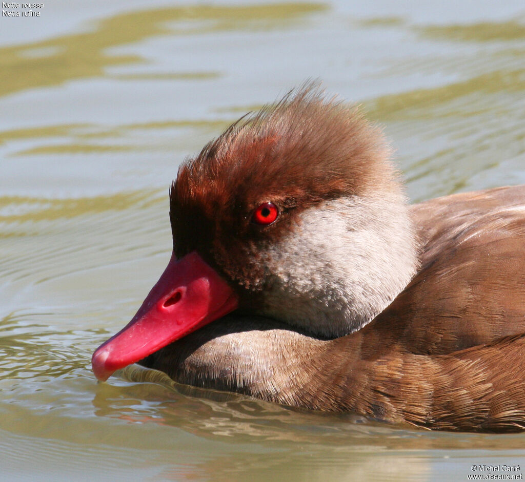 Red-crested Pochard male