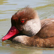 Red-crested Pochard