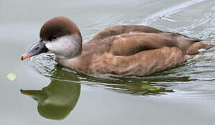 Red-crested Pochard