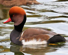 Red-crested Pochard