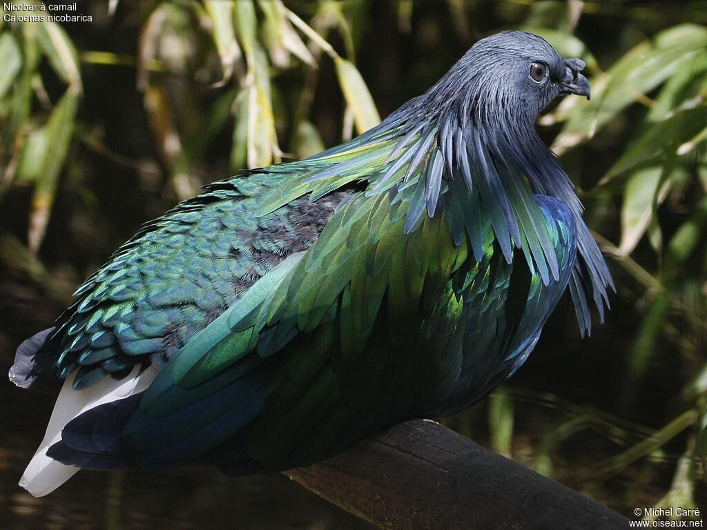 Nicobar Pigeon