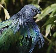 Nicobar Pigeon