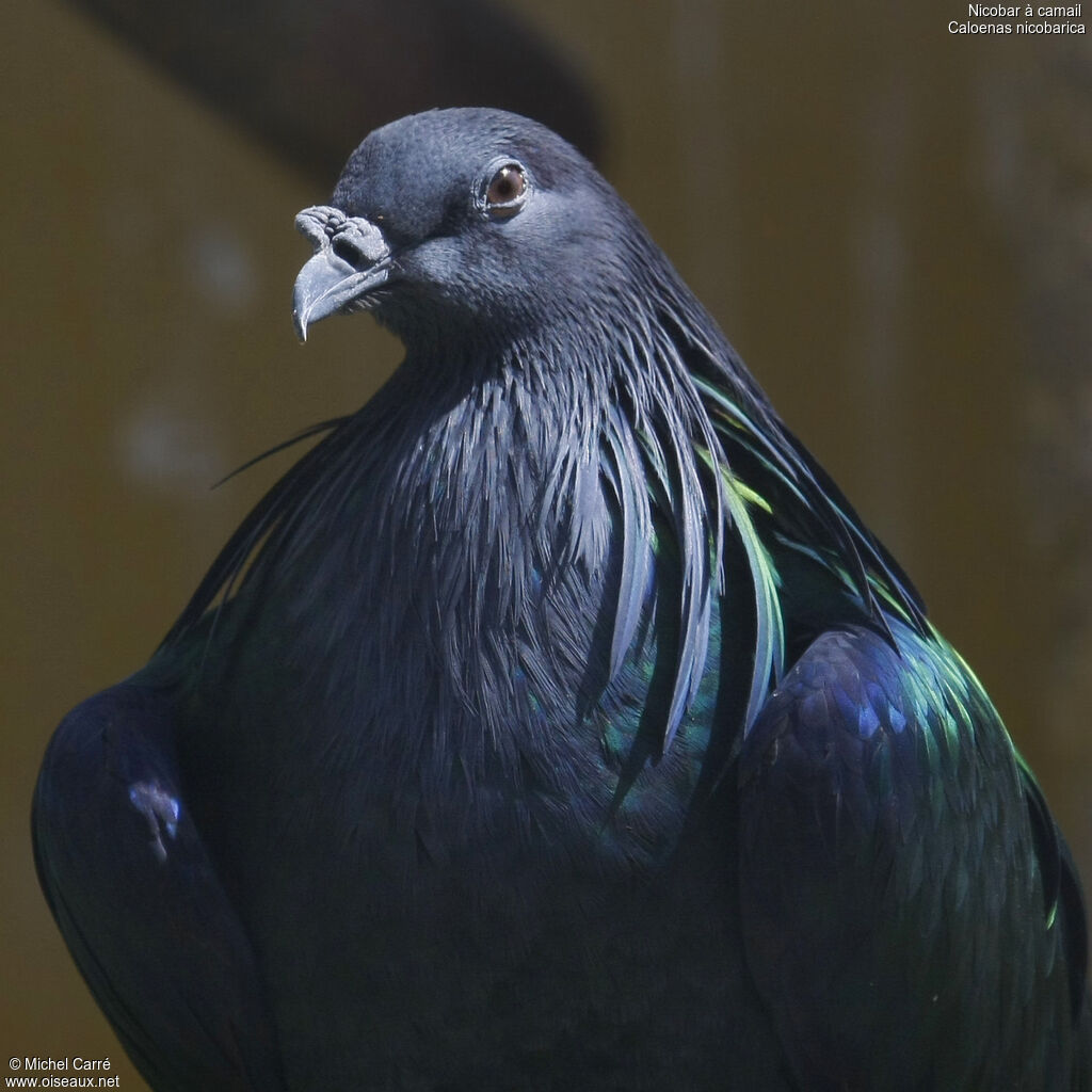 Nicobar Pigeon