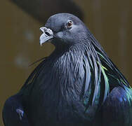 Nicobar Pigeon