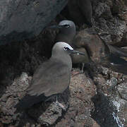 Brown Noddy