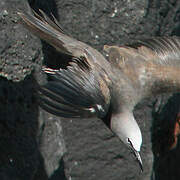 Brown Noddy