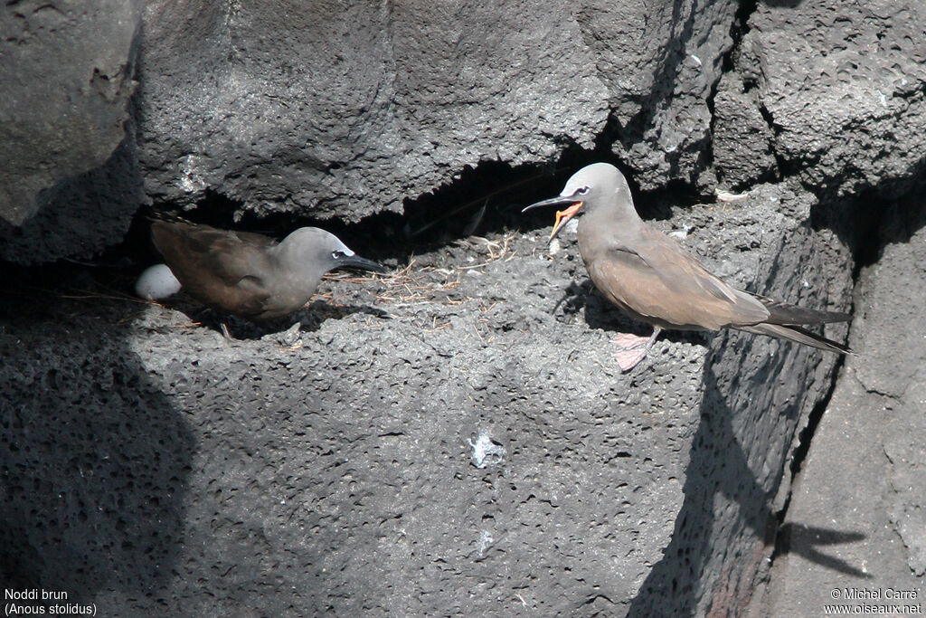 Brown Noddyadult, Reproduction-nesting