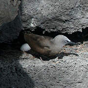 Brown Noddy