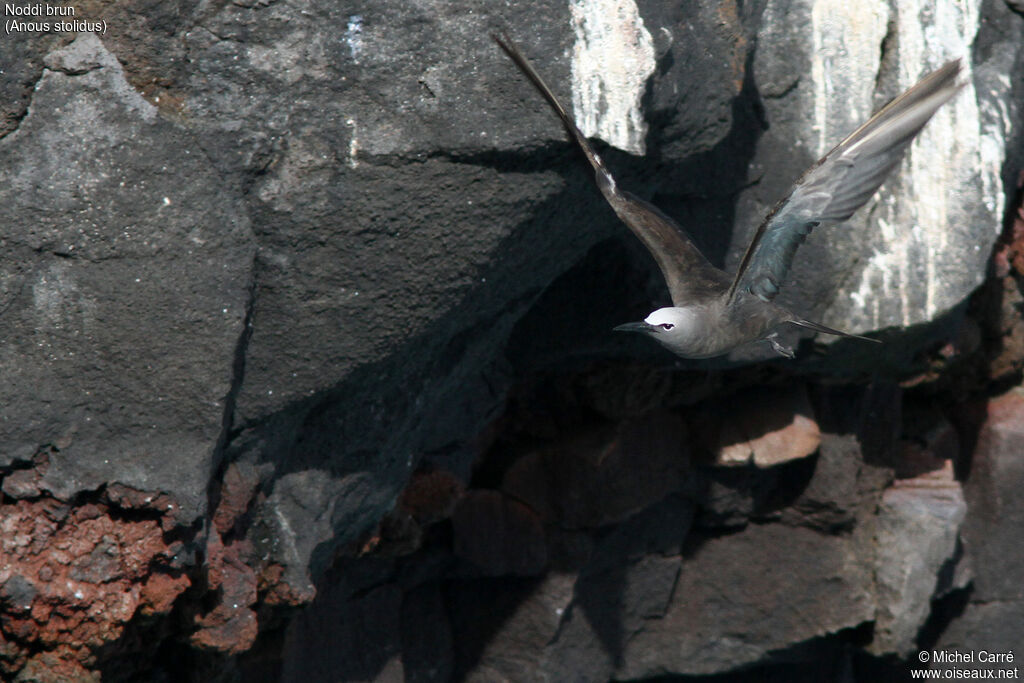 Brown Noddyadult, Flight