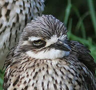 Bush Stone-curlew