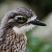 Bush Stone-curlew